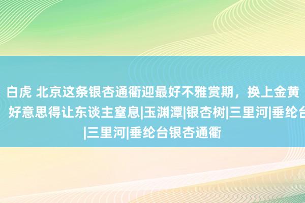 白虎 北京这条银杏通衢迎最好不雅赏期，换上金黄色的盛装，好意思得让东谈主窒息|玉渊潭|银杏树|三里河|垂纶台银杏通衢